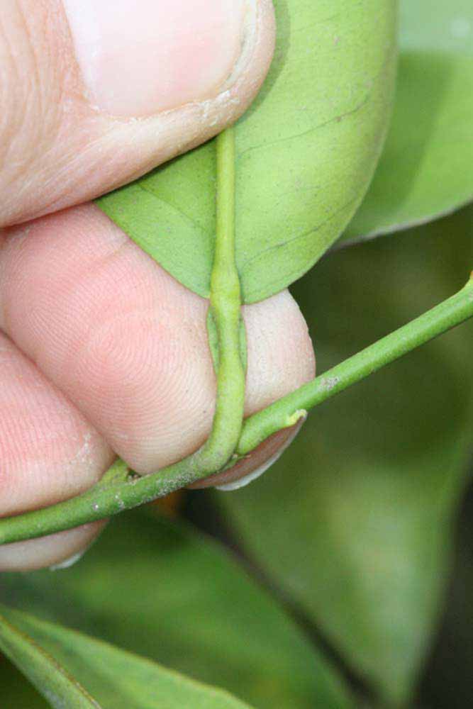              Petiole (Riverside, CA)       